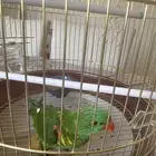 ببغاء كنيور اخضر اليف جدا