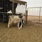 للبيع عنز تحتها تيس وجفره