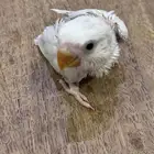 فرخ روز (((تم البيع خارج الموقع)))