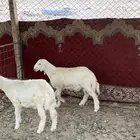 هرافا حريات