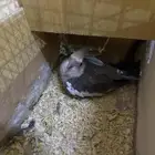 كروان هولندي ذكر العمر سنه وكم شهر