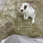 أرنب