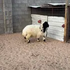 خاروف نعيمي