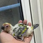 فرخ  صن كنيور غر انتاج محلي