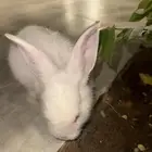 أرنبين للبيع