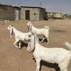 جفرات برص مطورات خصم جفره مطوره حجازي هولندي