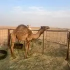 ناقه