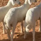 هرفي حري فاخر