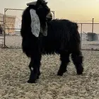 تيس فحل عارضي