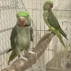 زوج دره نيبالي