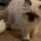 قط هملايا انثى للبيع مع اكله واغراضة كامله