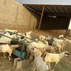 81 راس تيوس بلدي