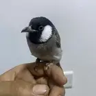 بلبول تغريد عصفور الحب ذكر روز انثي كروان 3 حبات