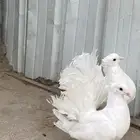 زوج رقاص ابيض هندي