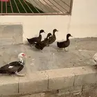 للبيع بط شرشري