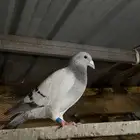 للبيع حمام احجام طيبه
