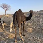 بكره ملحا رباع