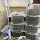 تصفية بضاعة محل عود كامله