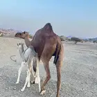 بكره تحتها بكره مصغر اول ولده