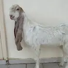 مشروع فحل هولندي صنف اجم عمره 7 او 8 شهور