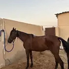 فرس شعبية ومهرتها