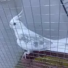 ذكر كروان بايد
