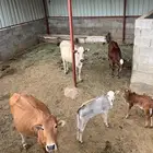 بقر بلدي للبيع