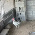 للبيع ديكه 2