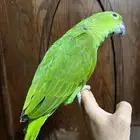 يلوناب فرخ