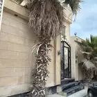 للبيع نخل 3