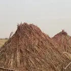 علف للبيع عقد طيب وجديد محصود له اسبوعين