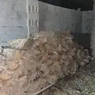 للبيع جذوع نخل