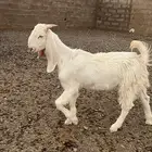 للبيع   جفرة مطورة صنف