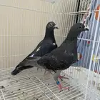 زاجل
