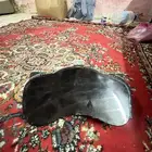 طبلون انوفا ليزر