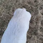 طلي عمره شهرين طيب