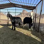 خروفين للبيع