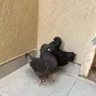 حمام كنق