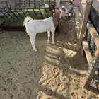 جفرة للبيع