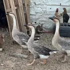 وز عراقي