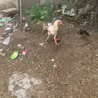 العارضه