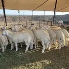 حري ذبايح زواج ذبائح مناسبات يوجد صلخ وتوصيل