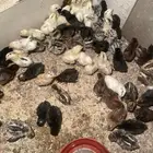 صوص بلدي فيومي الجوز 4 .