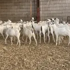 معزى بيشيات شبب بالفحل للبيع التواصل واتساب