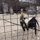 ديك باكستاني على السوم