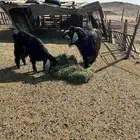 تيوس فحول رباع وسدس