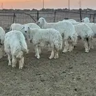 جذعات حريات