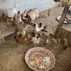 دجاج للبيع الموقع القصيم القواره