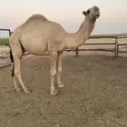 قعود مفرود طيب ابوة ولد سلمان الفصام