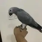 فرخ. كاسكو.